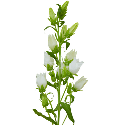 Campanula (10 tallos)