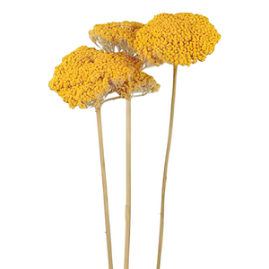 Amarillo