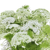 Green Misty - Encaje de la Reina (5 Tallos)