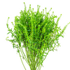 LEPIDIUM (MAZO)