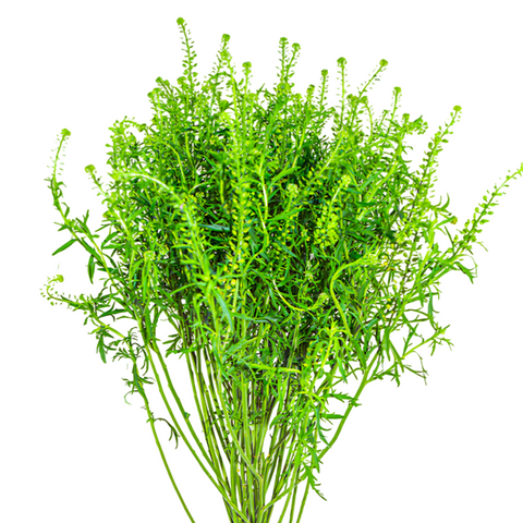 LEPIDIUM (MAZO)