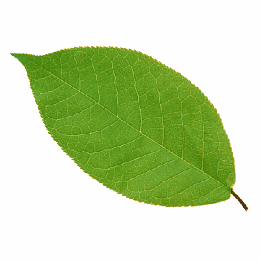 Decoración hoja derecha