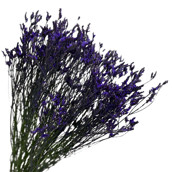 Morado