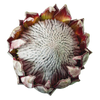 Protea King Ice (1 Unidad)