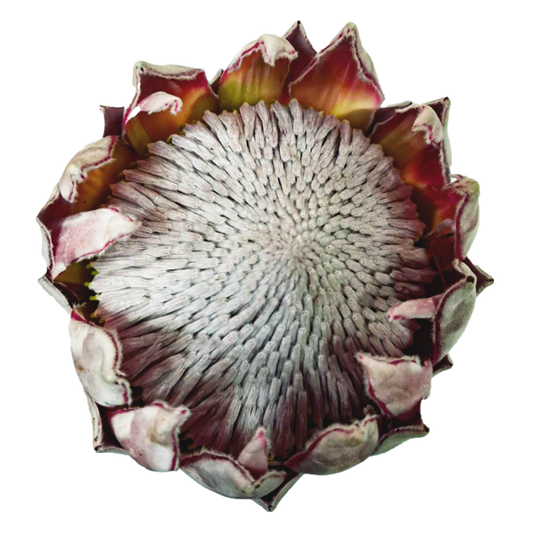 Protea King Ice (1 Unidad)