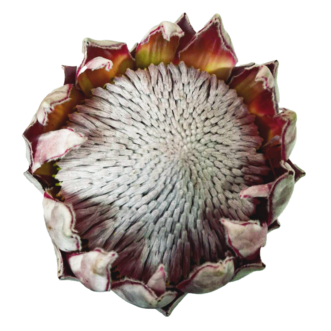 Protea King Ice (1 Unidad)
