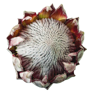 Protea King Ice (1 Unidad)