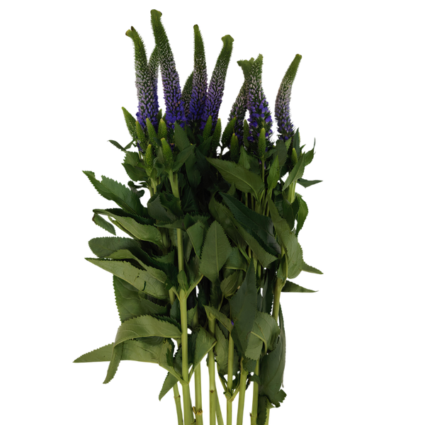 Morado