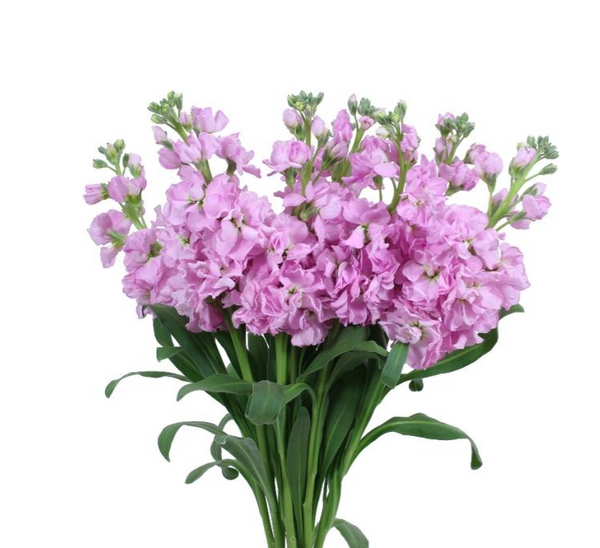 rosado