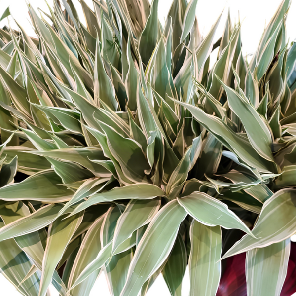 Dracena (10 Tallos)