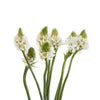 Estrella de Belén Imp (10 Tallos)