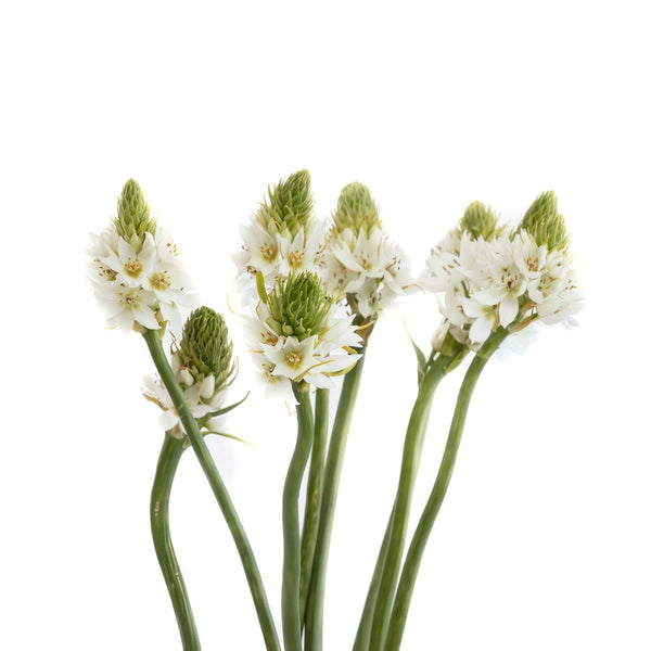 Estrella de Belén Imp (10 Tallos)