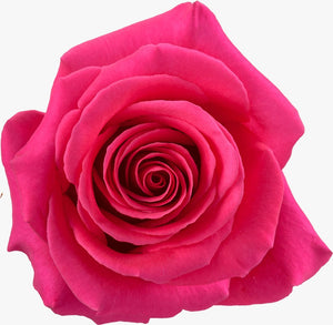 Fuscia