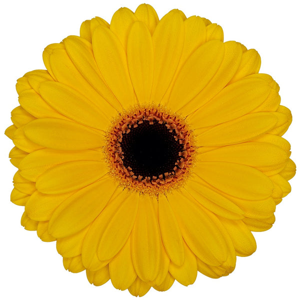 Amarilla
