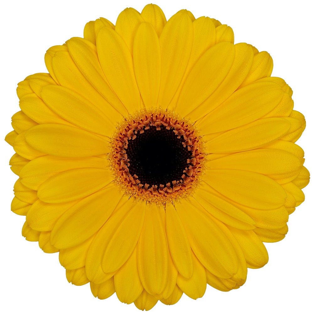 Amarilla
