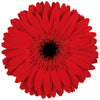 Roja