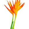 Gallito (1 Tallo)