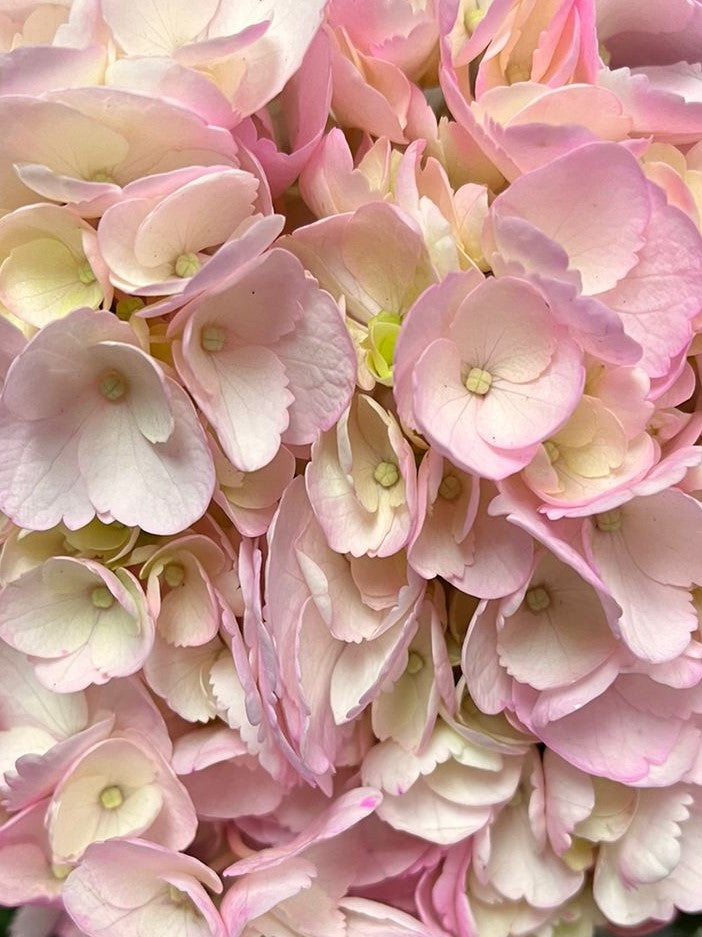 Hortensias Tinturadas