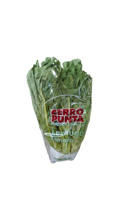 Lechuga Romana Hidroponica