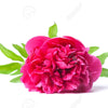 Rosado fuerte