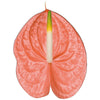 Anaranjado/Peach