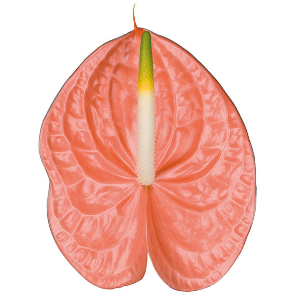 Anaranjado/Peach