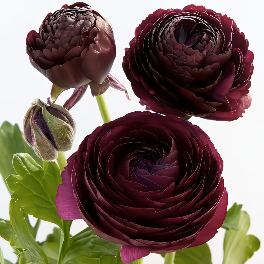 Ranunculus Imp (5 tallos)