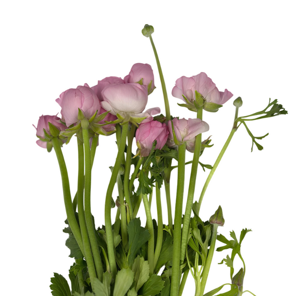Rosado