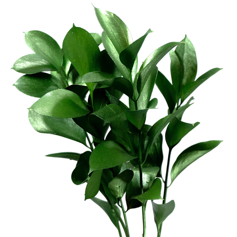 Ruscus Tinturado