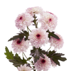 Pompón Morado/Blanco