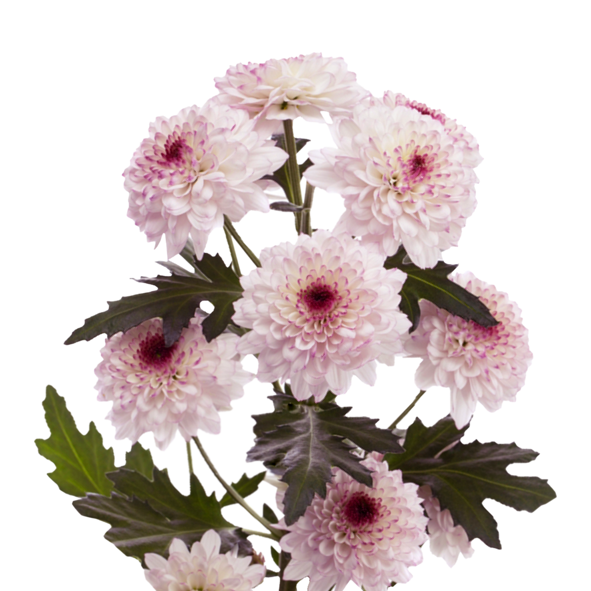 Pompón Morado/Blanco