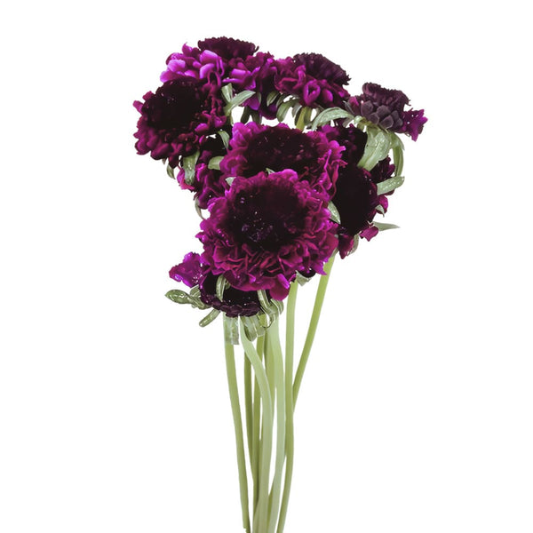 Morada