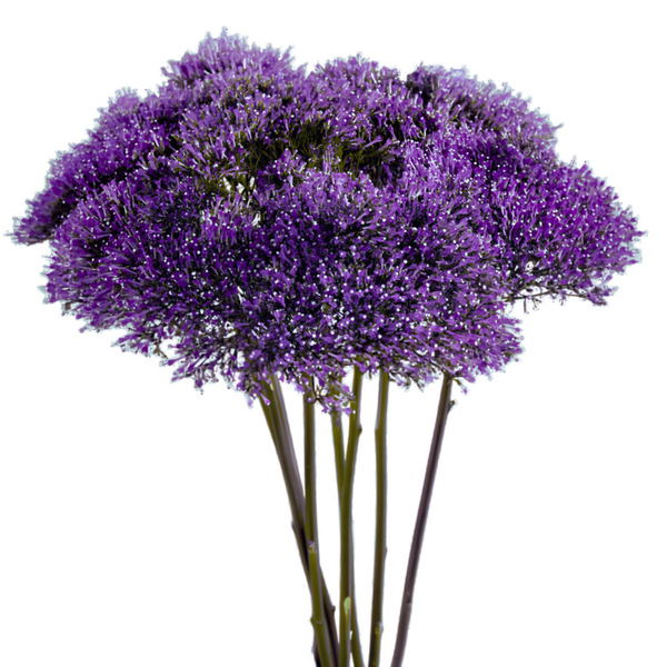 Morado