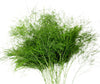Tree Fern (10 Tallos)