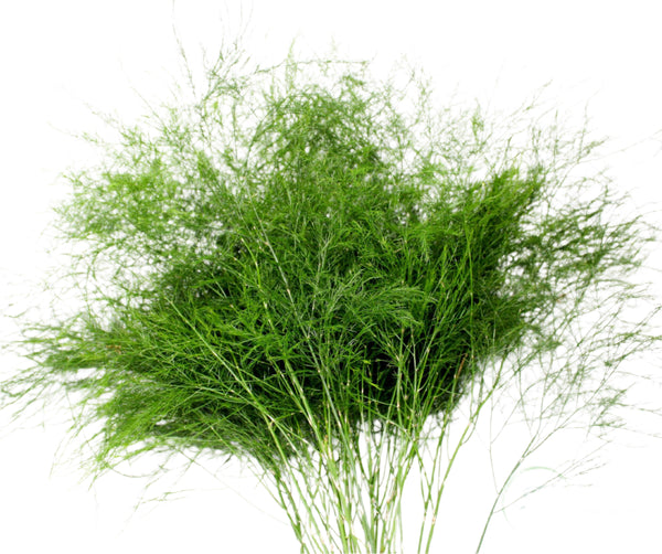 Tree Fern (10 Tallos)