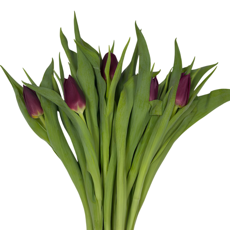 Tulipanes (10 tallos)