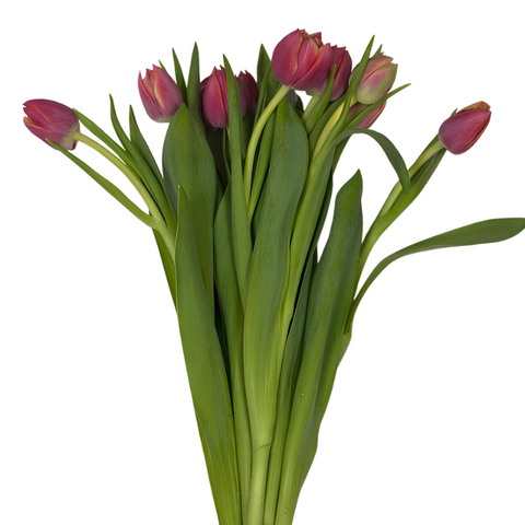 Tulipanes (10 tallos)