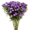 morado
