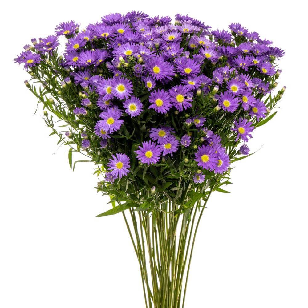 morado