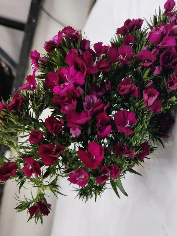 Fucsia
