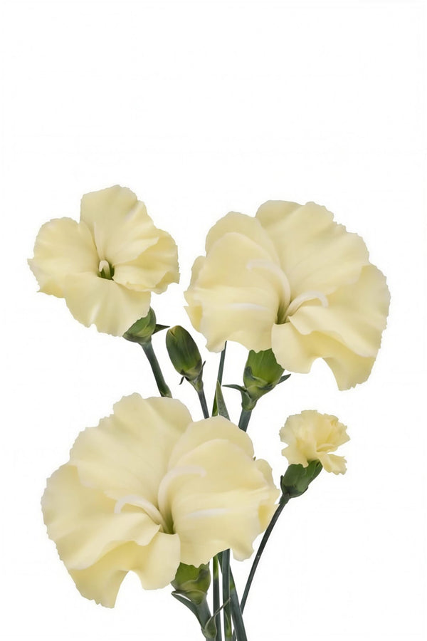 Amarillo