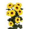 Zipo Amarillo