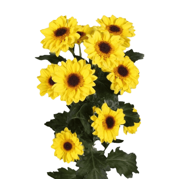 Zipo Amarillo