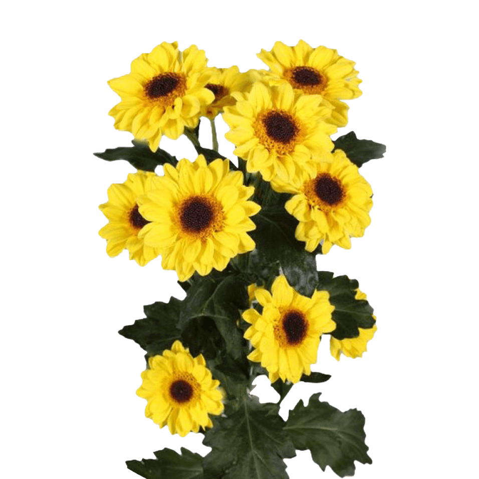 Amarillo