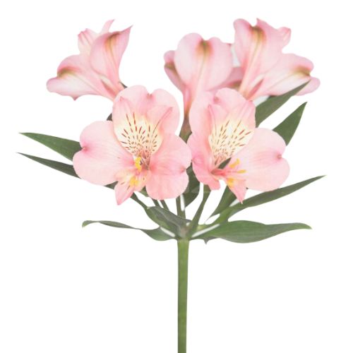 Rosado pastel