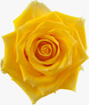 Amarillas