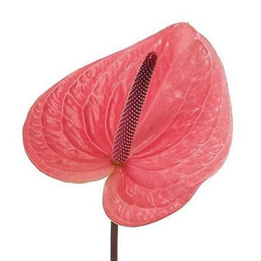 Rosado