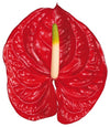 Rojo