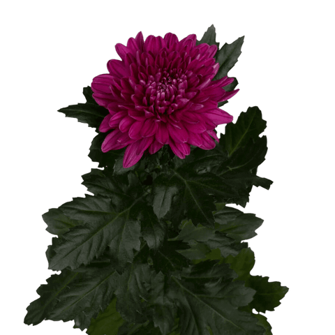 Cremón - Crisantemo Anastasia (10 tallos)