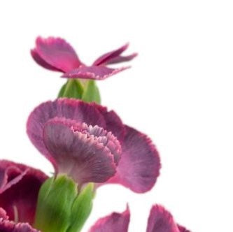 Dianthus solomio (10 tallos)